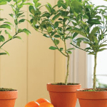 Blood Orange Tree