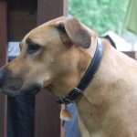 Rhodesian Ridgeback