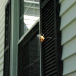 orb spider