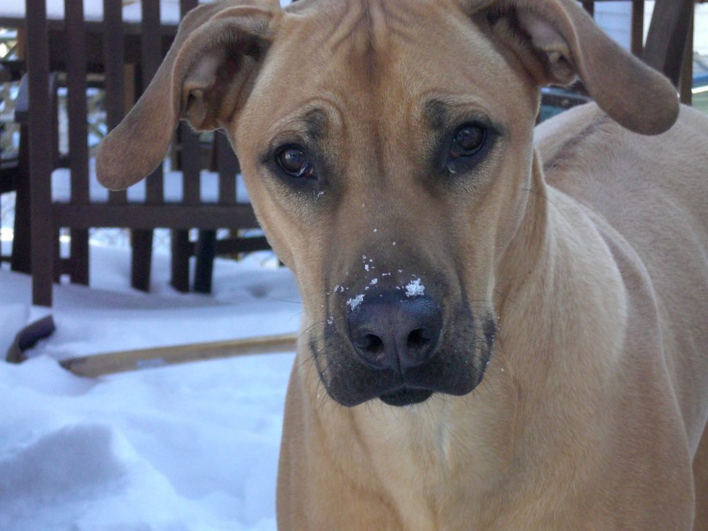 Rhodesian Ridgeback