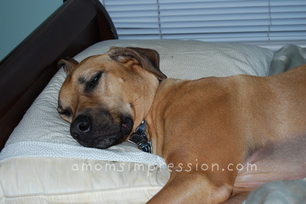 Dog Bed