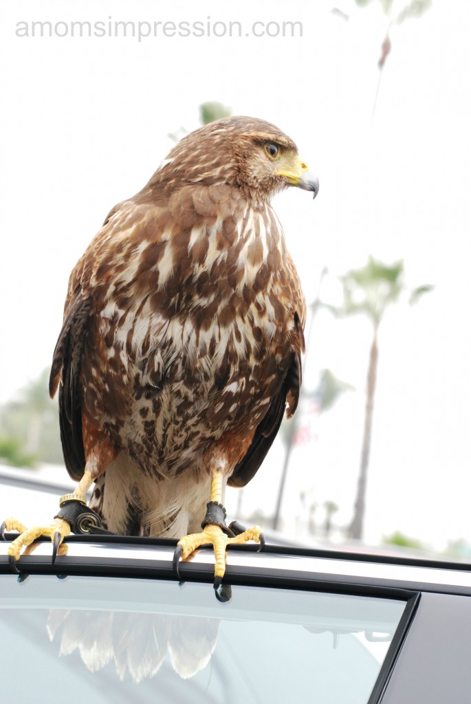 The hotel hires a couple of Hawks to come to the property a couple of times per week in order to keep the seagulls away.