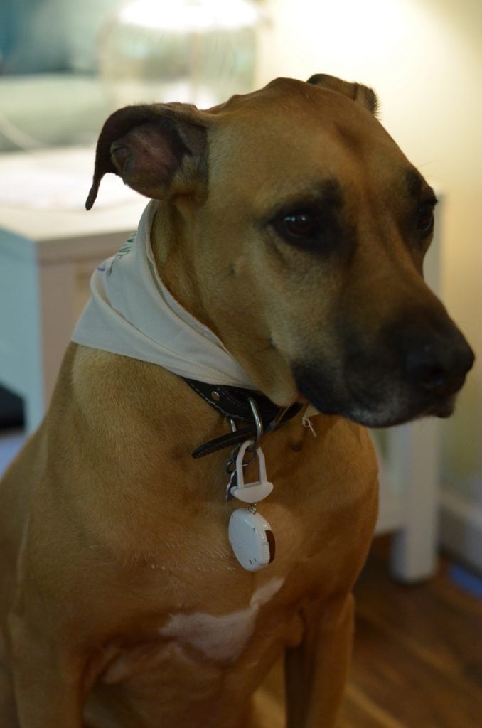 Pedometer for Dogs