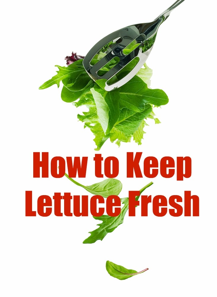 How to Keep Lettuce Fresh 