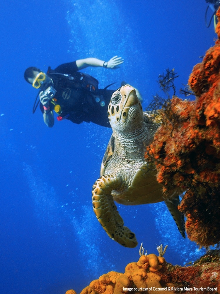 Cozumel Diving