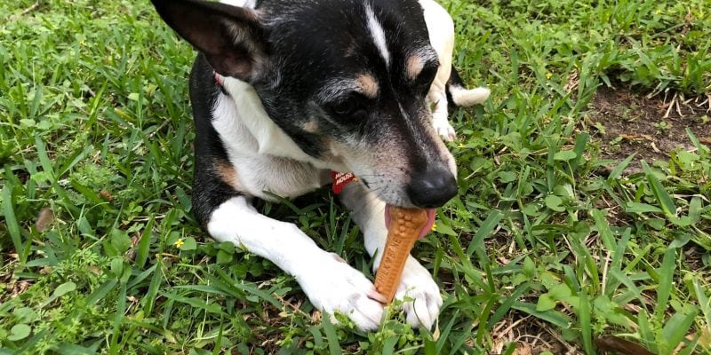 Enjoying a milk bone treat!