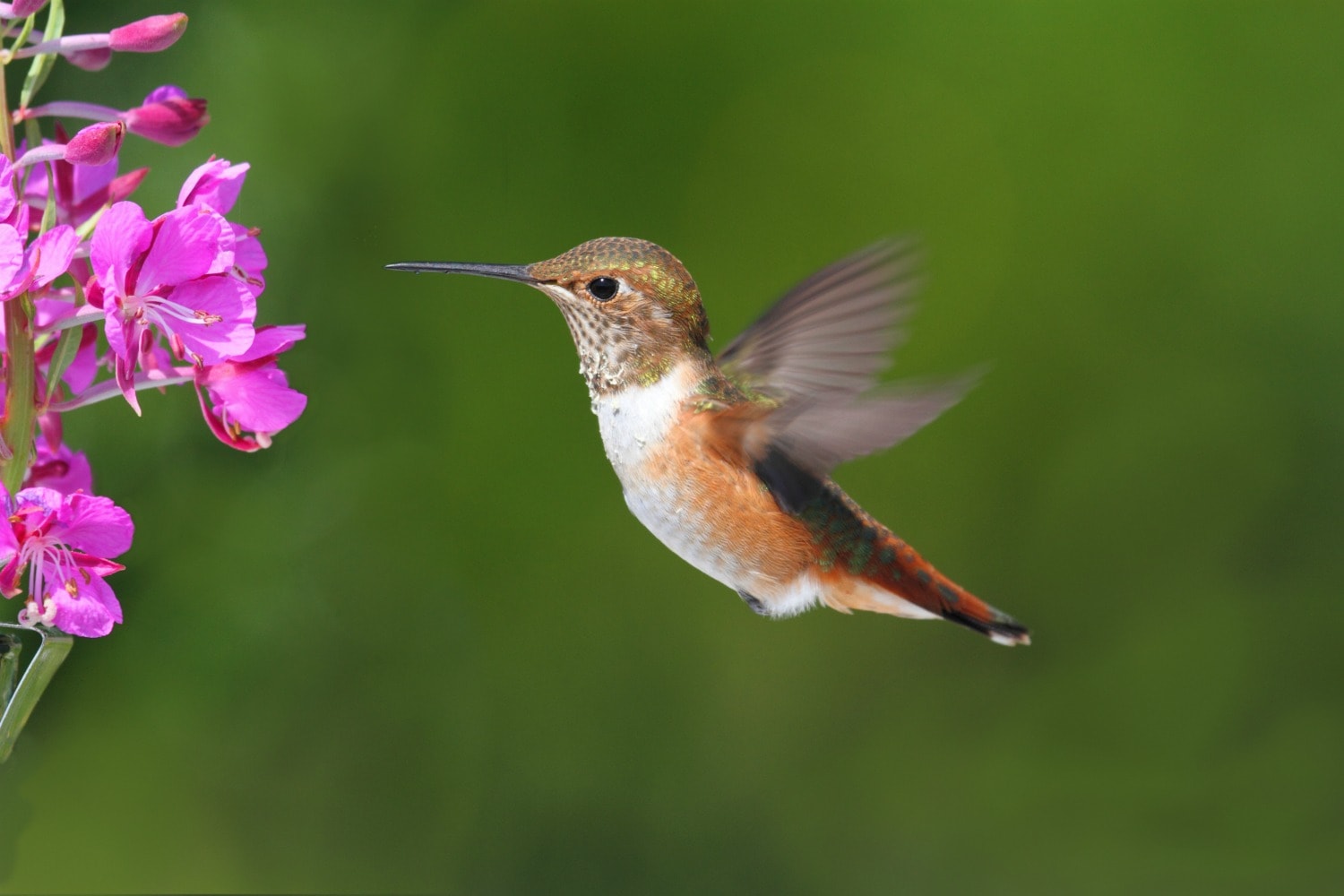 Homemade Hummingbird Food Recipe