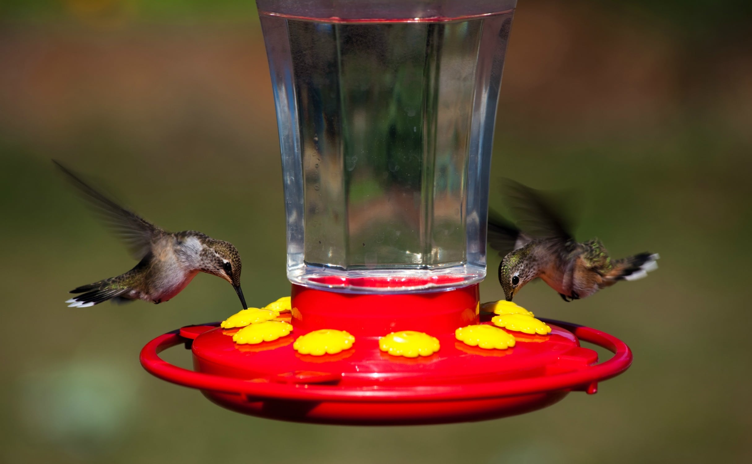 hummingbird food ratio