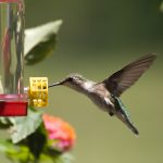 Hummingbird food recipe