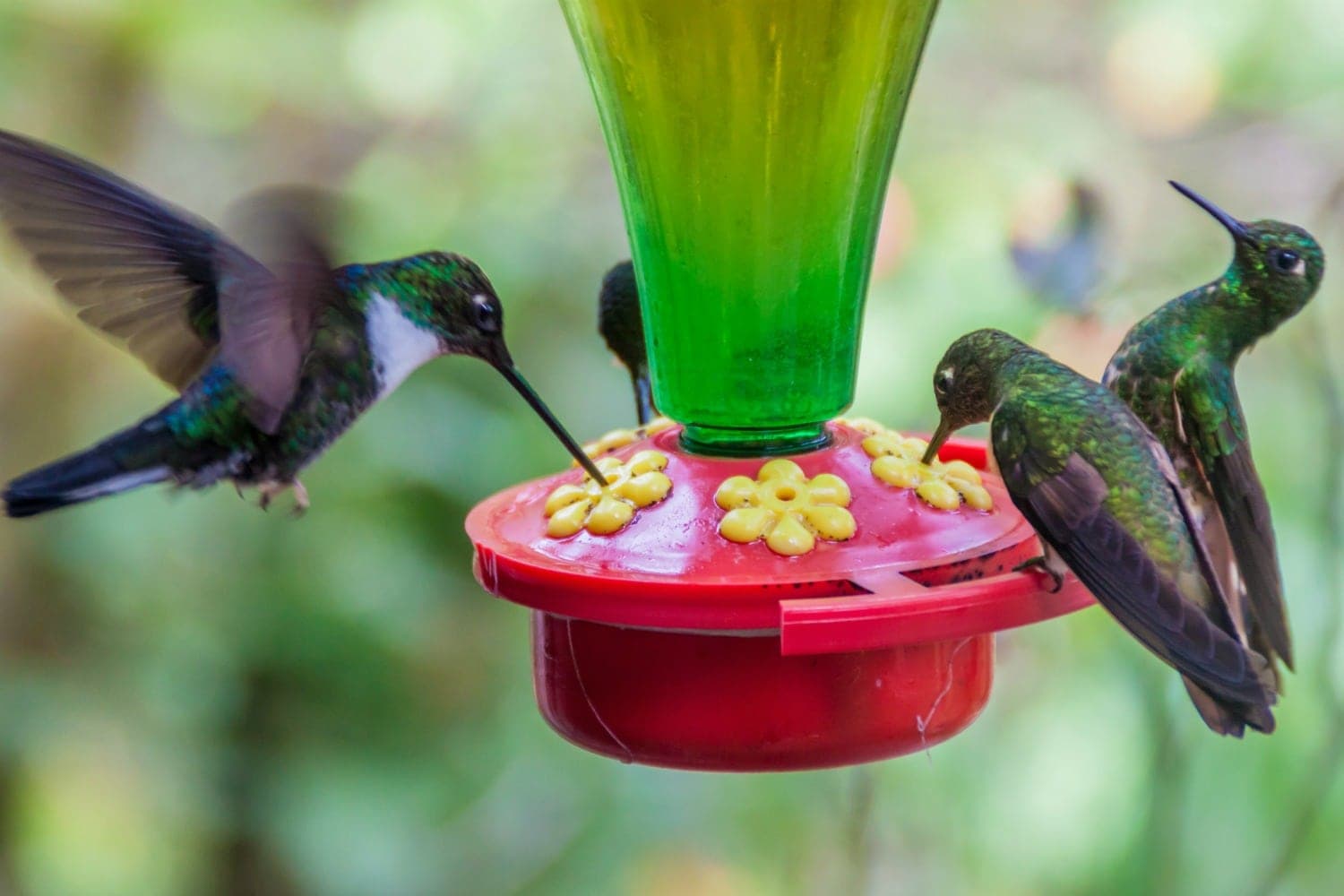 bee hummingbird food