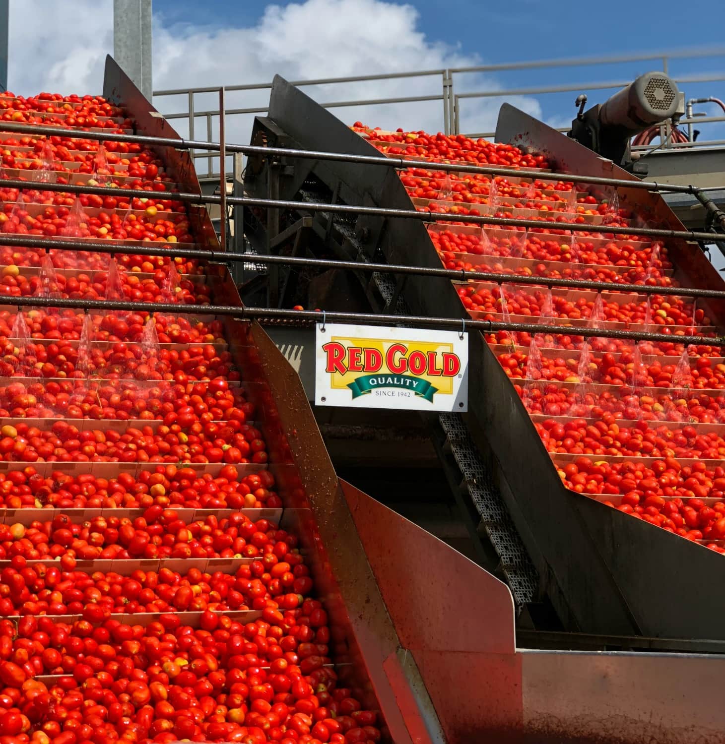 Red Gold Tomatoes