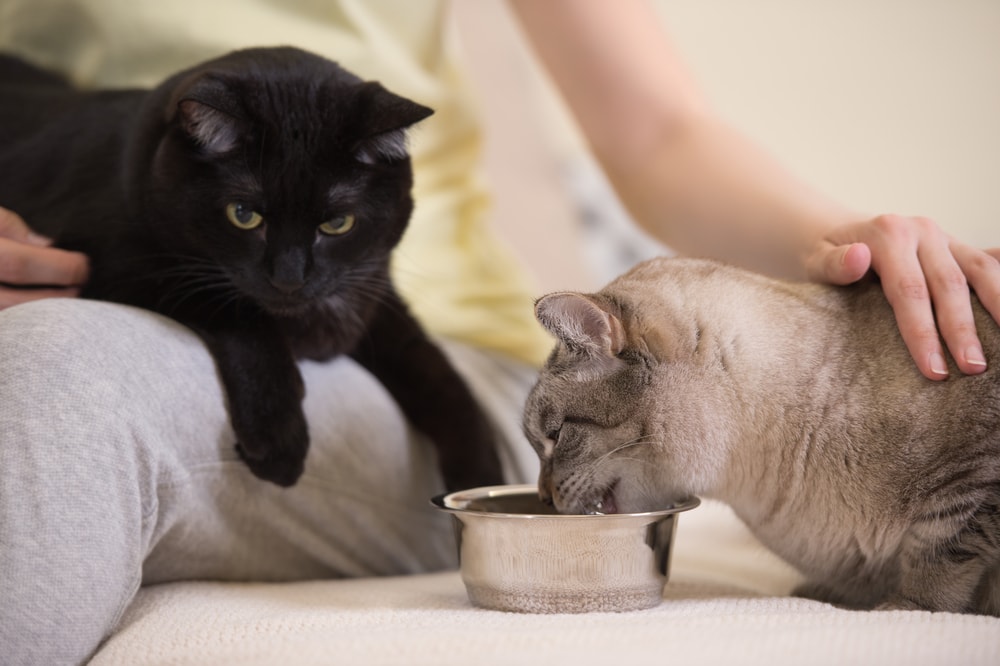 child feeding two cats at home