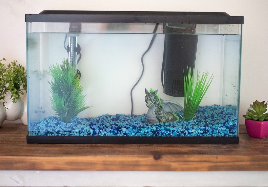 How to Set up a Tropical Fish Tank - A Mom's Impression | Recipes