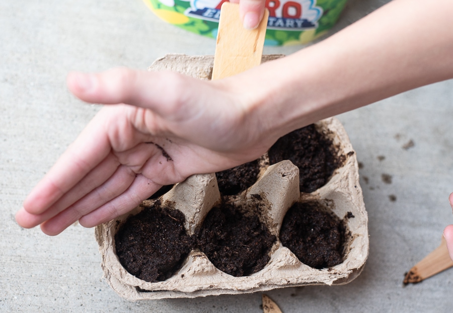 planting some seeds in an egg carton