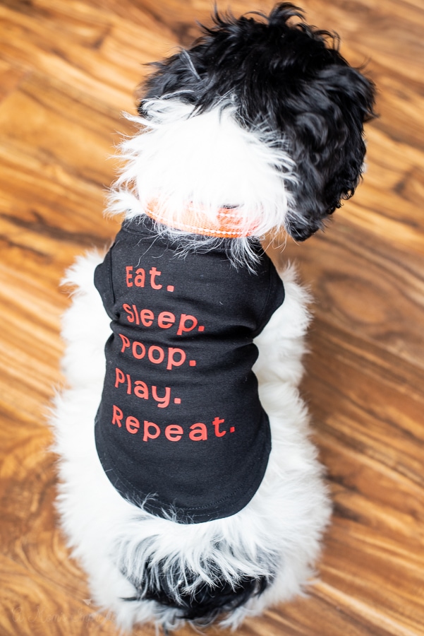 a personalized dog shirt that says eat, sleep, poop, play, repeat