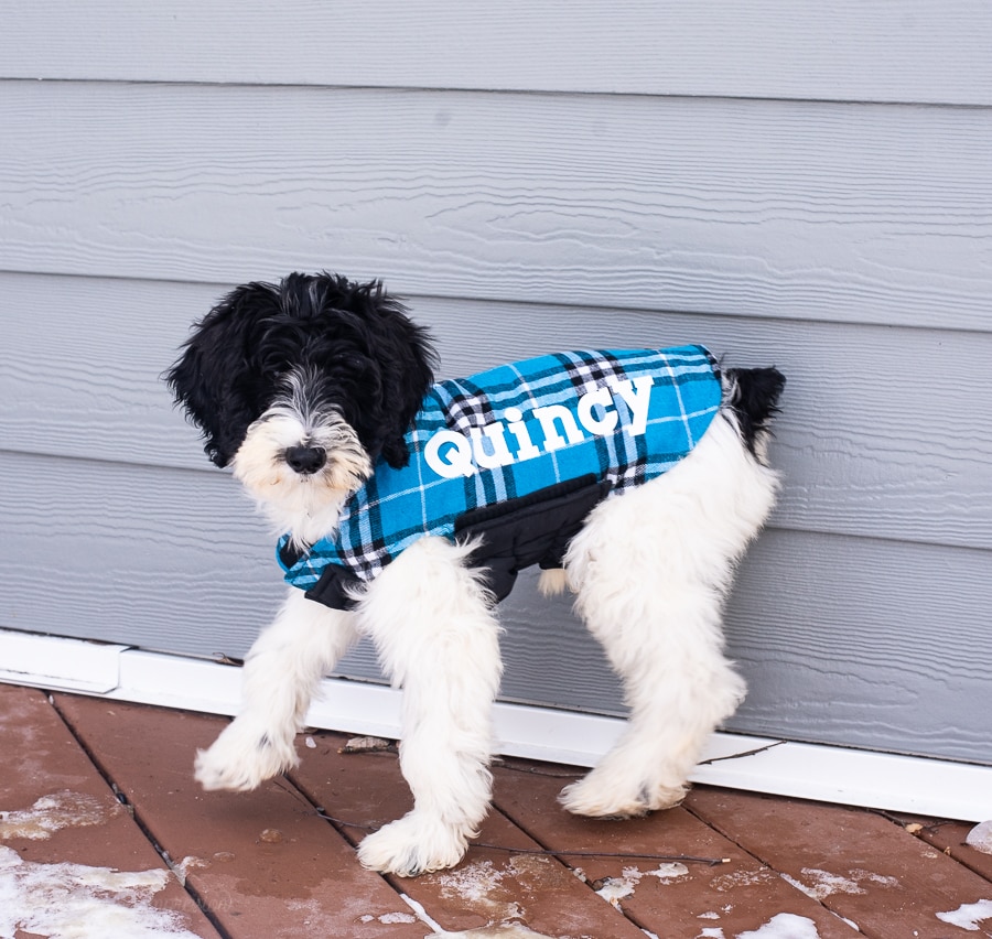 a dog outside wearing a dog coat