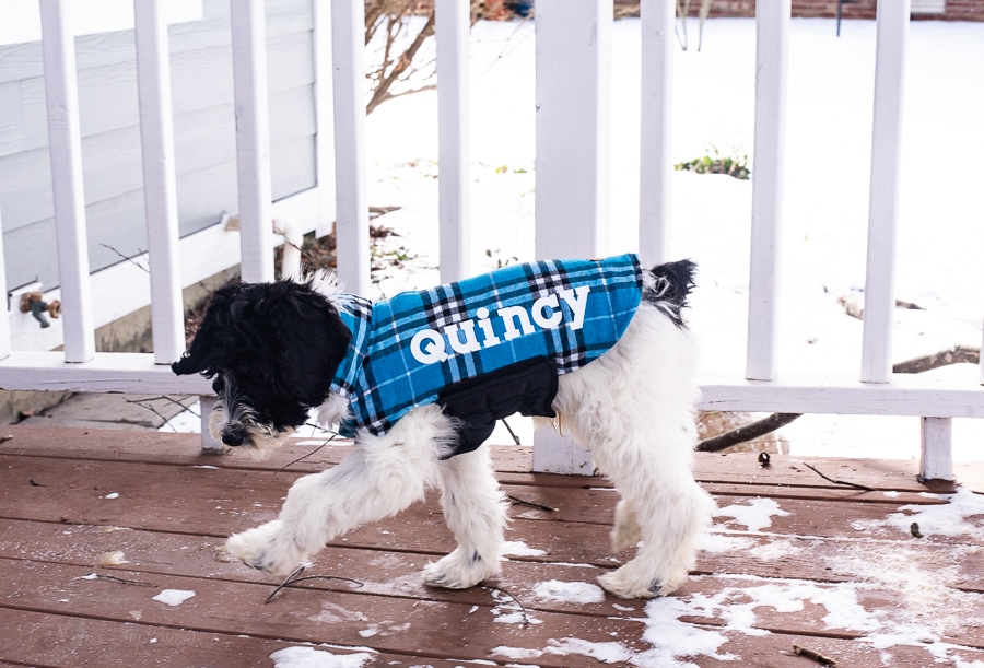 a black and white puppy wearing a custom blue jacket