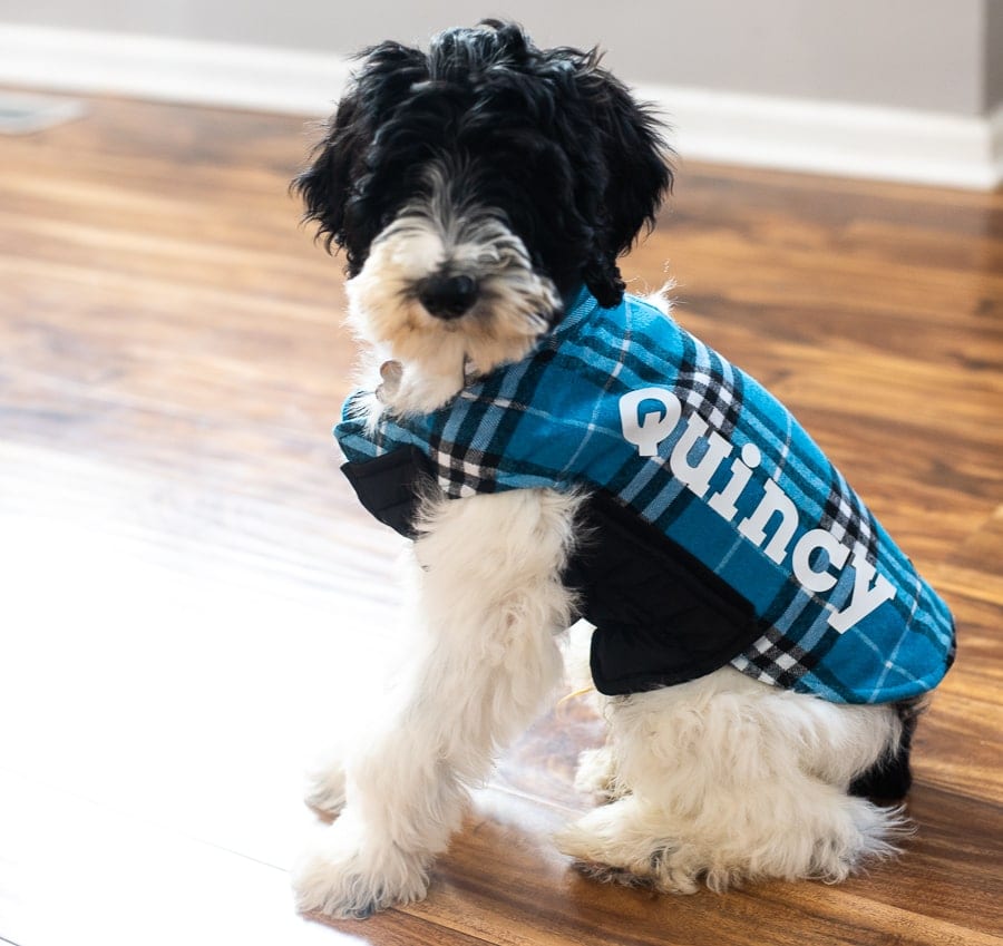 a black and white puppy with a custom dog jacket with his name on it