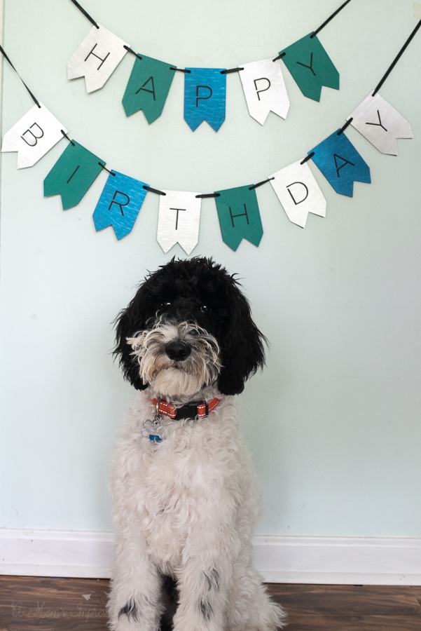 a dog standing in front of a birthday banner