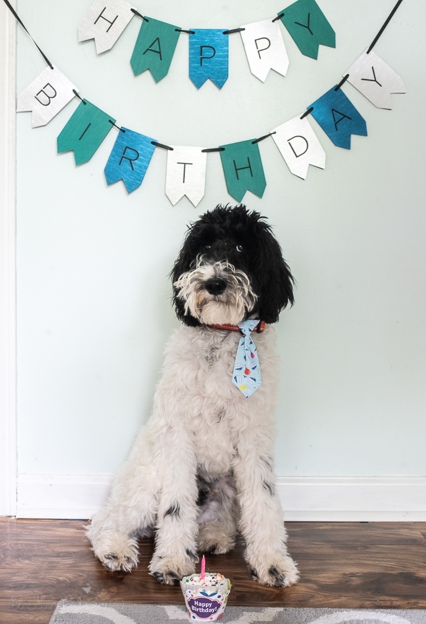 A dog celebrating a Birthday with a birthday banner and a cupcake