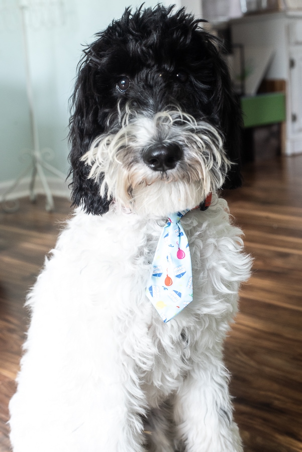 a black and white sheepadoodle wearing a party tie on his collar 