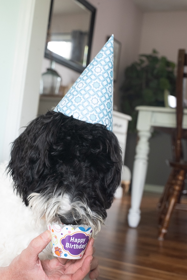 a dog wearing a blue birthday party cone hat