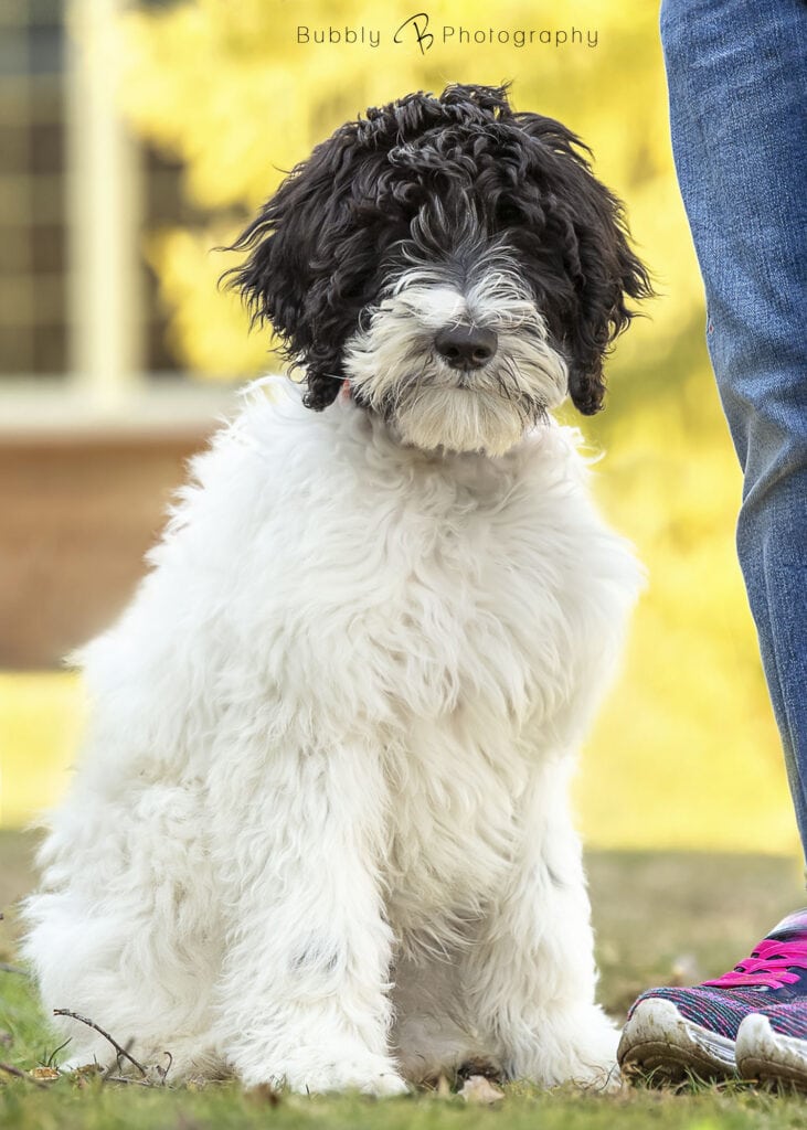 a mini sheepadoodle puppy